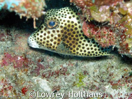 Spotted Trunkfish by Lowrey Holthaus 