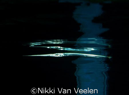 Juvenile Red Sea needlefish and reflection taken at Ras U... by Nikki Van Veelen 