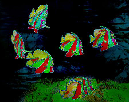 Dancing Moorish Idols (Original shot from the Maldives, P... by Henry Jager 