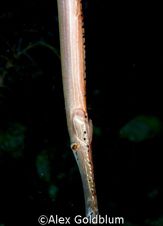 Trumpet Fish by Alex Goldblum 