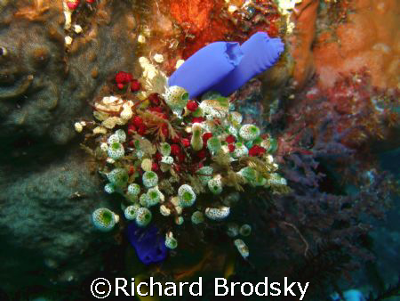 tunicates by Richard Brodsky 