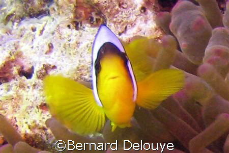 Tobia Hamra, Safaga, Egypt, Red Sea

Canon PowerShot G7 by Bernard Delouye 