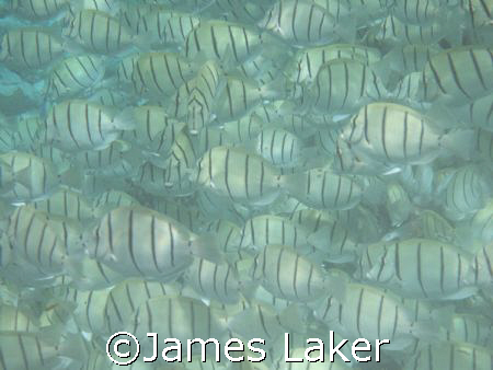 Where's my buddy gone by James Laker 