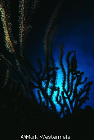 Underwater Lace - Image taken in Caymans with a Nikonos I... by Mark Westermeier 
