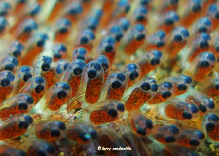 Can I swim yet?  Can I swim yet? CUTE NEMO BABIES!!! I tr... by Larry Medenilla 