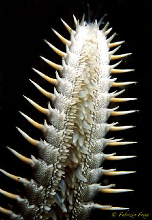 Stella marina Astropecten aranciacus photographed in the ... by Fabrizio Frixa 