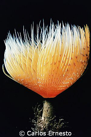 Spirographis,sp.
Motor marine II,YS-60 strob,3T macro lens by Carlos Ernesto 