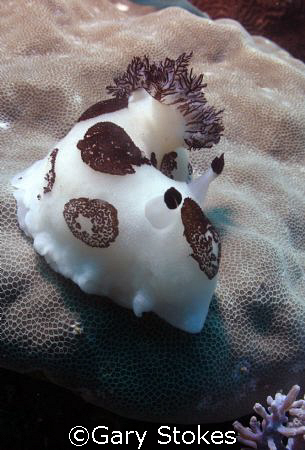 Nudi.....so many in Puerto Gallera, every dive is like a ... by Gary Stokes 