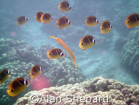 Trumpet fish and Racs.  I just like the way they posed fo... by Alan Shepard 