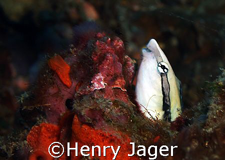 False Cleanerfish; waiting in a hole for a fish offering ... by Henry Jager 
