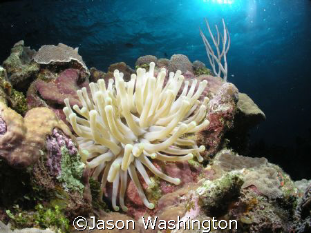 South Sound Grand Cayman by Jason Washington 
