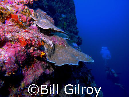 Tahiti dropoff Arue 2008 by Bill Gilroy 