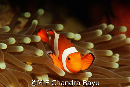 Menjangan by M F Chandra Bayu 