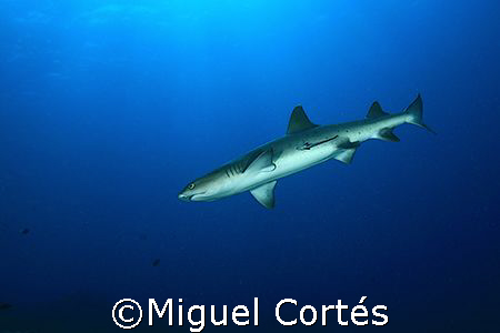 Shark by Miguel Cortés 