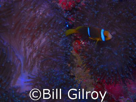 Tahiti Clown and its home by Bill Gilroy 