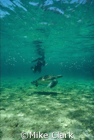 Turtle and diver, startling school of fish.
Nikonos v , ... by Mike Clark 