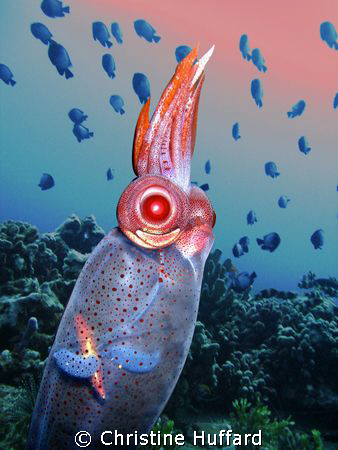 Tropical shallow waters host a  deep sea guest.  Galiteut... by Christine Huffard 
