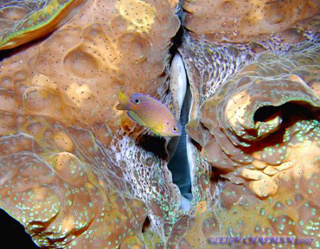 Damselfish cruising past giant clam. Bunaken. Indonesia. ... by Leigh Chapman 