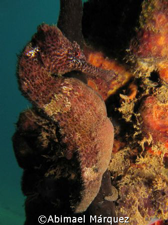 Seahorse, Crash Boat Piers, Aguadilla by Abimael Márquez 