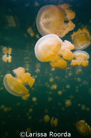Jellyfish Lake, Palau.
Natural behavior shot of the jell... by Larissa Roorda 