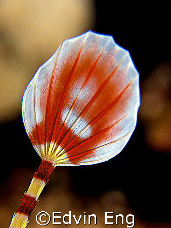Oriental Fan - Tail of a Network Pipefish! Taken in Matak... by Edvin Eng 