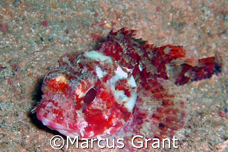 THiis little guy was only about 3 cm . The picture was ta... by Marcus Grant 