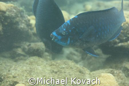 Blue Parrot Fish on the inside reef at Lauderdale by the Sea by Michael Kovach 