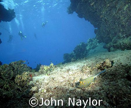 Blue spotted ray taken at Fury Shoals Wadi Lahami by John Naylor 