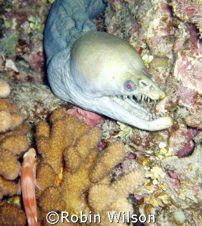 A Hawkfish hoping the Viper Morey doesn't see him.
     ... by Robin Wilson 