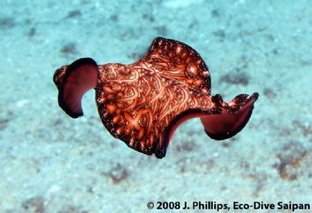 Polyclad Flatworm, "Pseudobiceros fulger", undulating abo... by Jim Phillips 