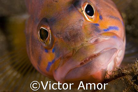 Read my lips  by Victor Amor 