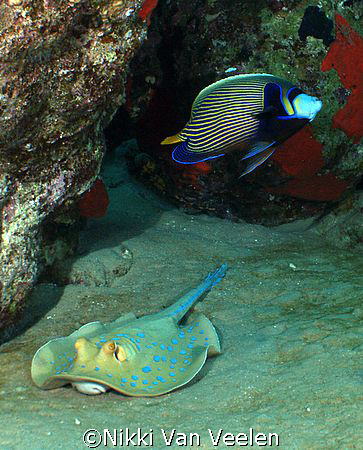 Thought this was an interesting shot. Blue spotted ray an... by Nikki Van Veelen 