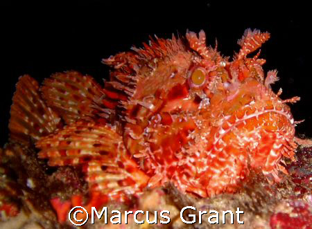 This big red Scopion fish was taken at Lantern Point on c... by Marcus Grant 