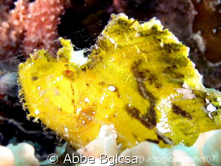 Leaf Fish (as per my spotter :)   by Abbe Bglcsa 