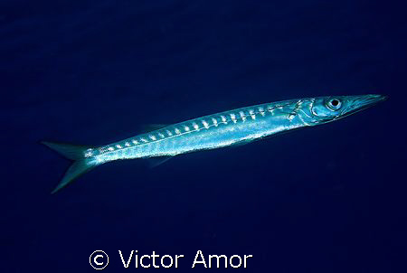 Silver and blue by Victor Amor 
