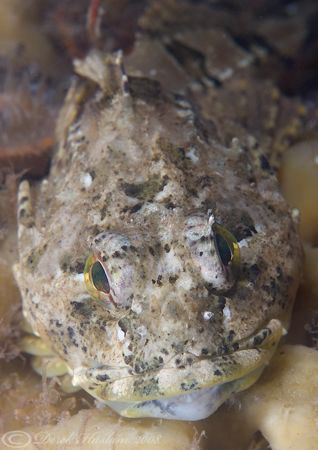 Long spinned scorpion fish. Anglesey. North Wales. D200, ... by Derek Haslam 