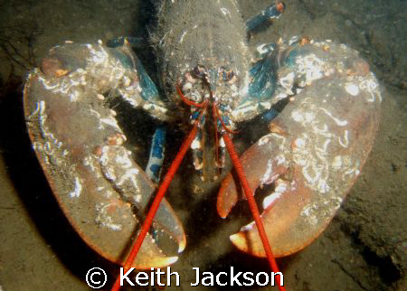 What you lookin' at? by Keith Jackson 