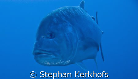 Giant trevally (Caranx ignobilis) taken at Jackfish alley... by Stephan Kerkhofs 