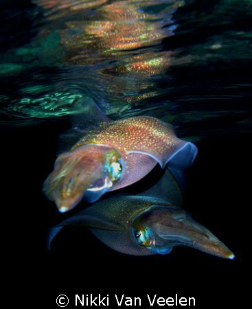 Two reef squid posing nicely in shallow water during a ni... by Nikki Van Veelen 