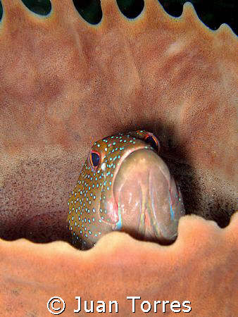 Coney playing hide and seek in "El Natural", Aguadilla, P... by Juan Torres 