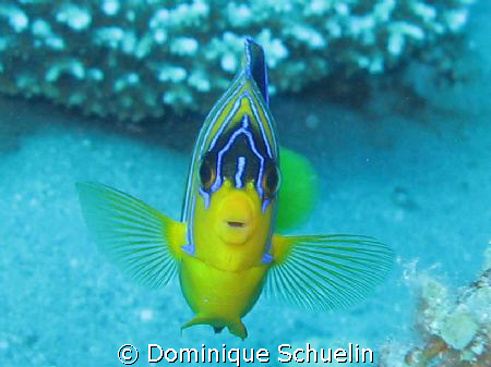 Angel Fish, taken with a Canon Powershot G7 in Dahab. by Dominique Schuelin 