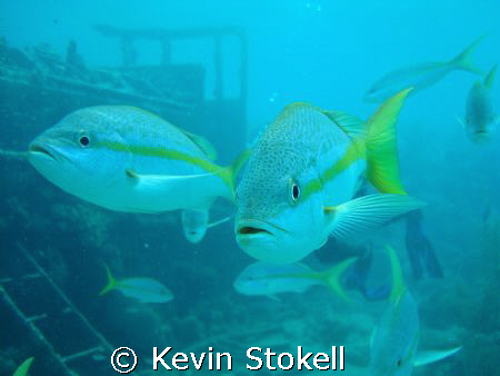 Who you looking at!!! Picture taken at the "Tug Boat" Car... by Kevin Stokell 