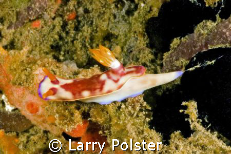Many nudis in Lembeh Straits, great muck diving, lots of ... by Larry Polster 