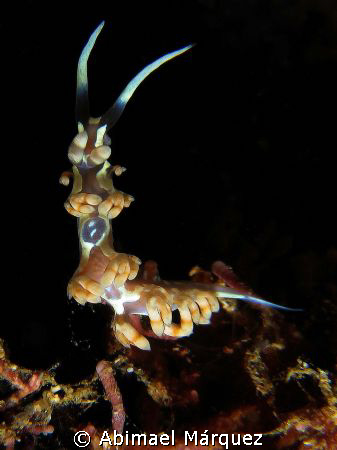 Nudibranch (1.5cm), Crash Boat Piers, Aguadilla by Abimael Márquez 