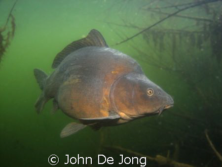 These karpers are normaly hard to encounter. I made this ... by John De Jong 