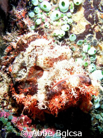 Crocodile Fish they say... i have no idea :)  but its gog... by Abbe Bglcsa 