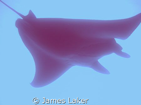 Close encounta with a manta! by James Laker 