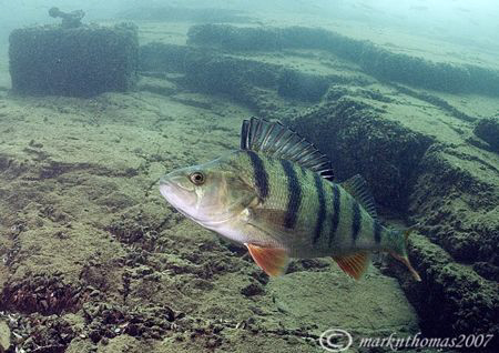Perch.
Stoney Cove, Winter 07.
10.5mm. by Mark Thomas 
