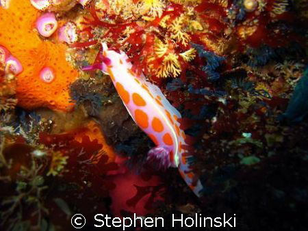 Nice Nudibranch in the Poor Knights area of New Zealand. ... by Stephen Holinski 
