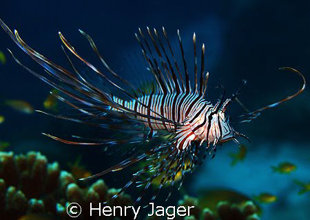 Lionfish (Oympus E330, Macro lens 50mm) by Henry Jager 
